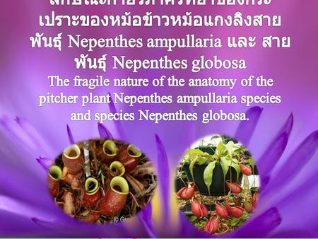 The origin and significance The fragility of the pitcher plant Nepenthes ampullaria species and species Nepenthes globosa is interesting. And I.