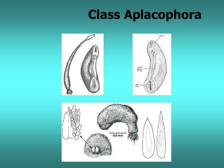 Class Aplacophora.