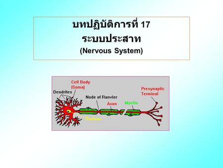 บทปฏิบัติการที่ 17 ระบบประสาท (Nervous System)