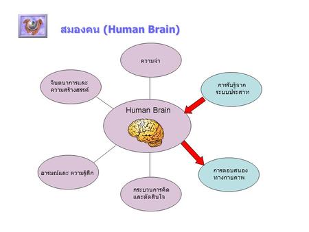 สมองคน (Human Brain) Human Brain ความจำ จินตนาการและความสร้างสรรค์