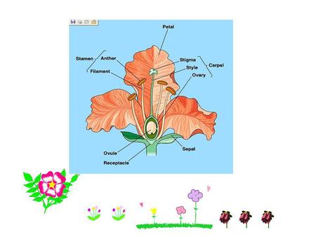 ดอกสมบูรณ์ (Complete flower) ดอกไม่สมบูรณ์ (Incomplete flower)