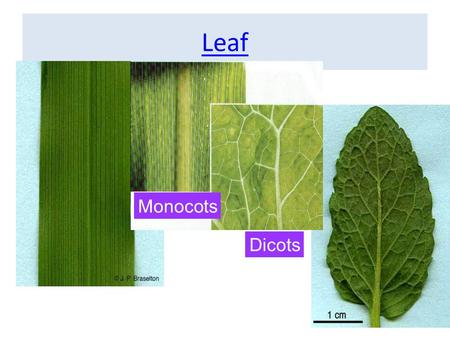 Leaf Monocots Dicots.