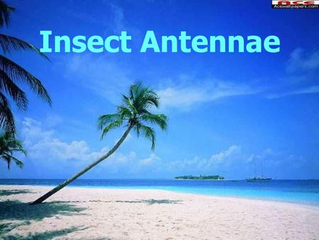 Insect Antennae.