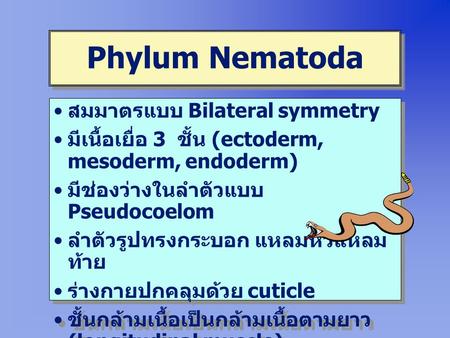 Phylum Nematoda สมมาตรแบบ Bilateral symmetry