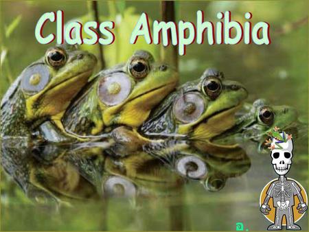 Class Amphibia อ.แน็ต.