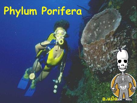 Phylum Porifera อ.แน็ต.