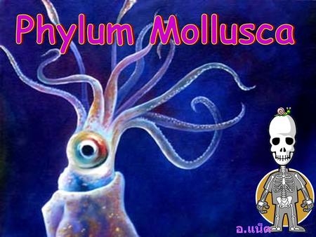 Phylum Mollusca อ.แน็ต.