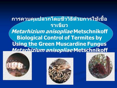 การควบคุมปลวกโดยชีววิธีด้วยการใช้เชื้อราเขียว Metarhizium anisopliae Metschnikoff Biological Control of Termites by Using the Green Muscardine Fungus.