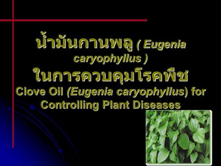 น้ำมันกานพลู ( Eugenia caryophyllus ) ในการควบคุมโรคพืช Clove Oil (Eugenia caryophyllus) for Controlling Plant Diseases.