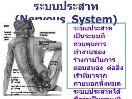 ระบบประสาท (Nervous System)