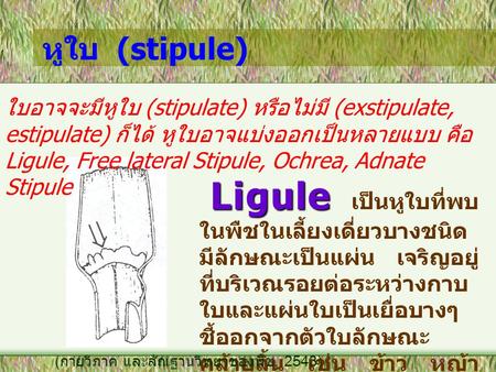 หูใบ (stipule) ใบอาจจะมีหูใบ (stipulate) หรือไม่มี (exstipulate, estipulate) ก็ได้ หูใบอาจแบ่งออกเป็นหลายแบบ คือ Ligule, Free lateral Stipule, Ochrea,