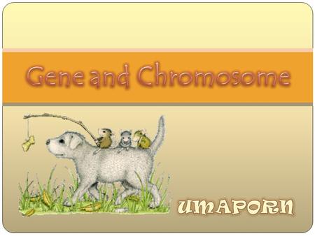 Gene and Chromosome UMAPORN.