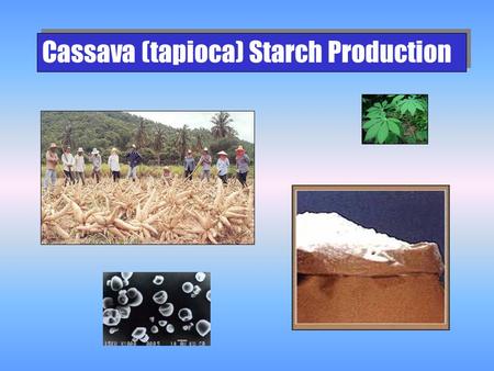 Cassava (tapioca) Starch Production