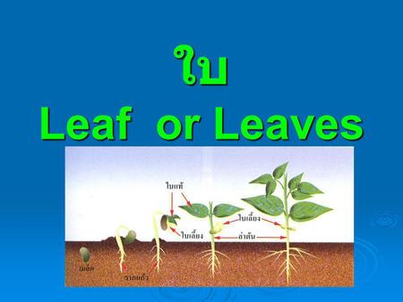 ใบ Leaf or Leaves.