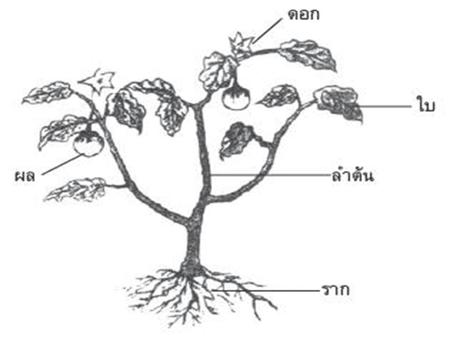 ราก Roots ราก Roots ราก  เป็นส่วนของพืชที่งอกออกจากเมล็ดก่อนส่วนอื่น และเจริญลงสู่ใต้ดิน รากมีหน้าที่ยึดลำต้นให้ตั้งบนดิน ดูดน้ำและแร่ธาตุที่สะสมอยู่ในดินแล้วลำเลียงขึ้นไปยังส่วนต่างๆของพืช.