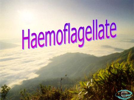 Haemoflagellate.