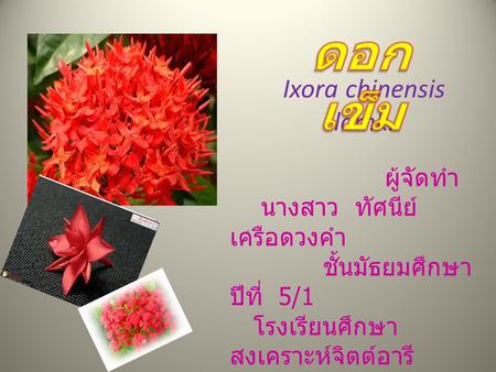 ดอกเข็ม Ixora chinensis lamk. ผู้จัดทำ นางสาว ทัศนีย์ เครือดวงคำ