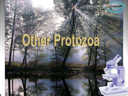 Other Protozoa.