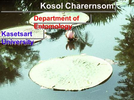 Kosol Charernsom Kasetsart University Department of Entomology.