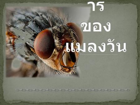 วิวัฒนาการ ของแมลงวัน
