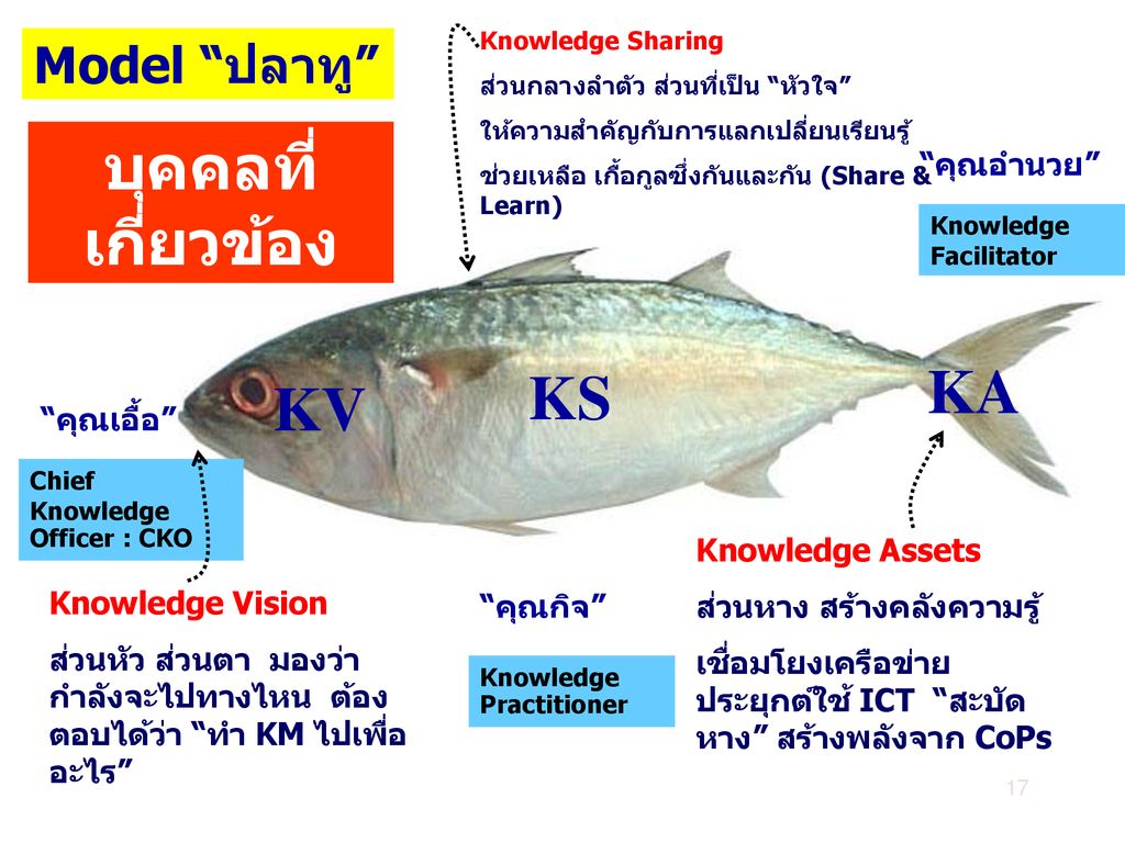 บุคคลที่เกี่ยวข้อง KA KS KV Model ปลาทู คุณอำนวย คุณเอื้อ