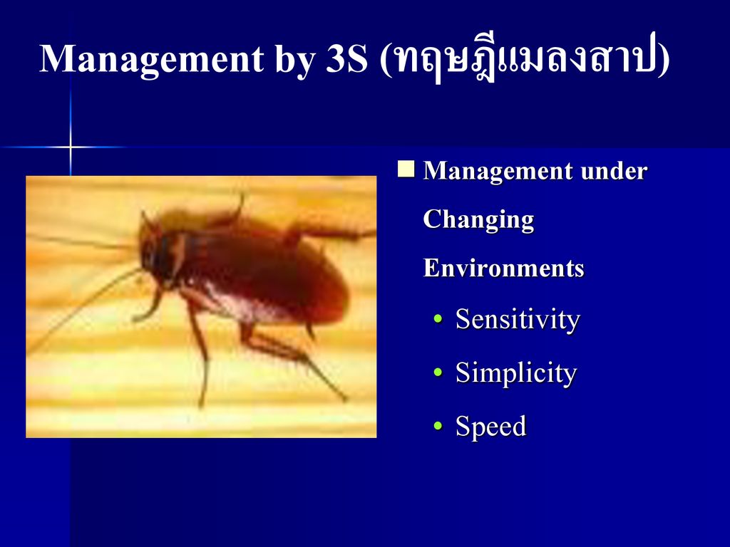 Management by 3S (ทฤษฎีแมลงสาป)