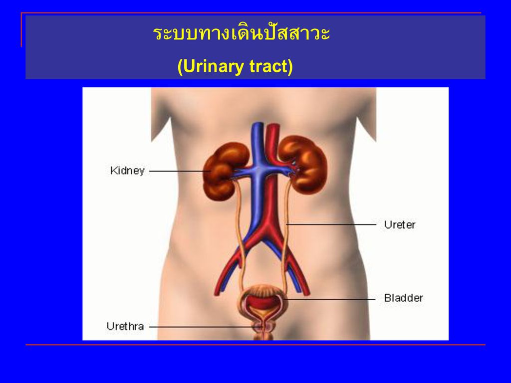 ระบบทางเดินปัสสาวะ (Urinary tract)