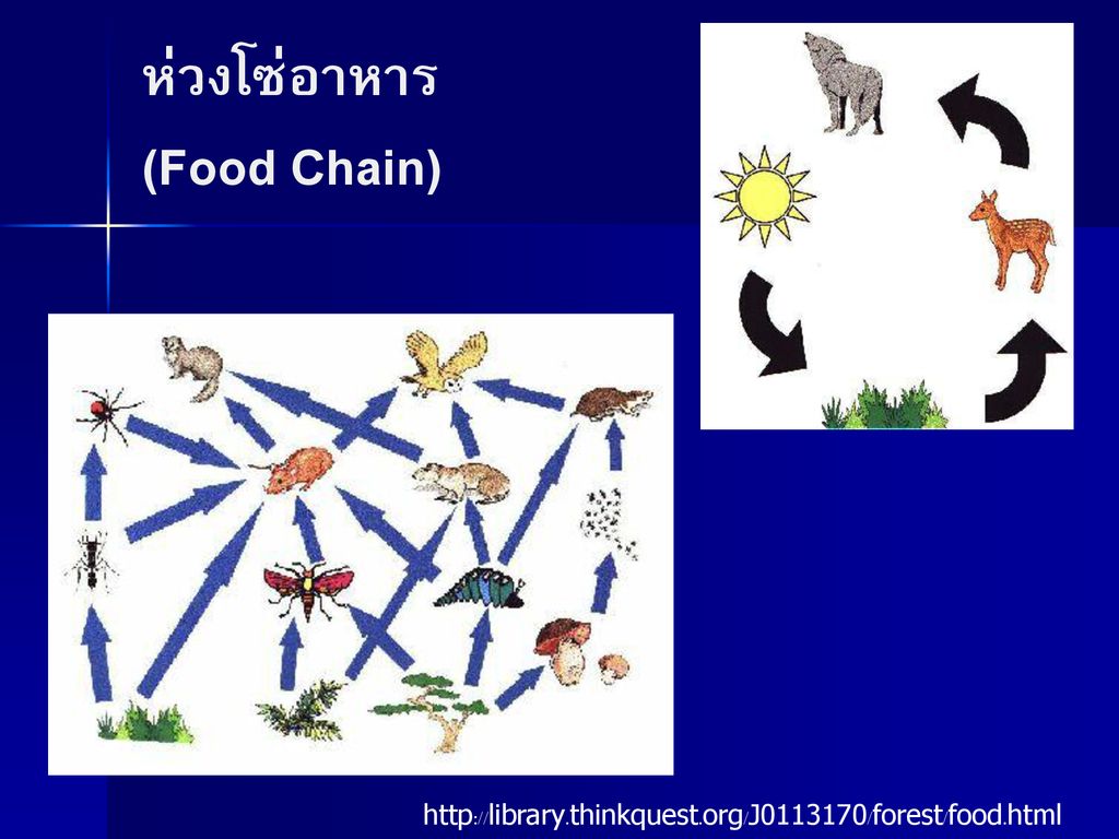 ห่วงโซ่อาหาร (Food Chain)