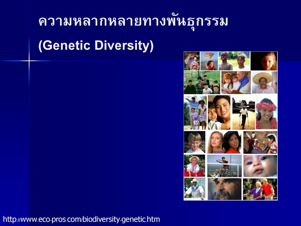 ความหลากหลายทางพันธุกรรม (Genetic Diversity)