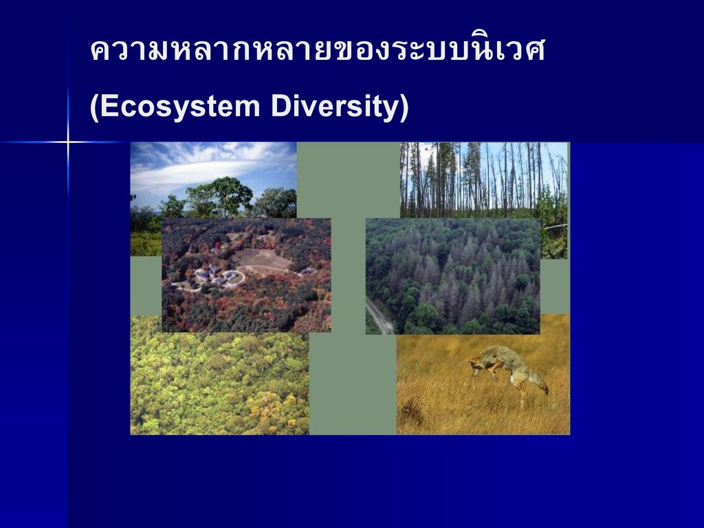 ความหลากหลายของระบบนิเวศ (Ecosystem Diversity)