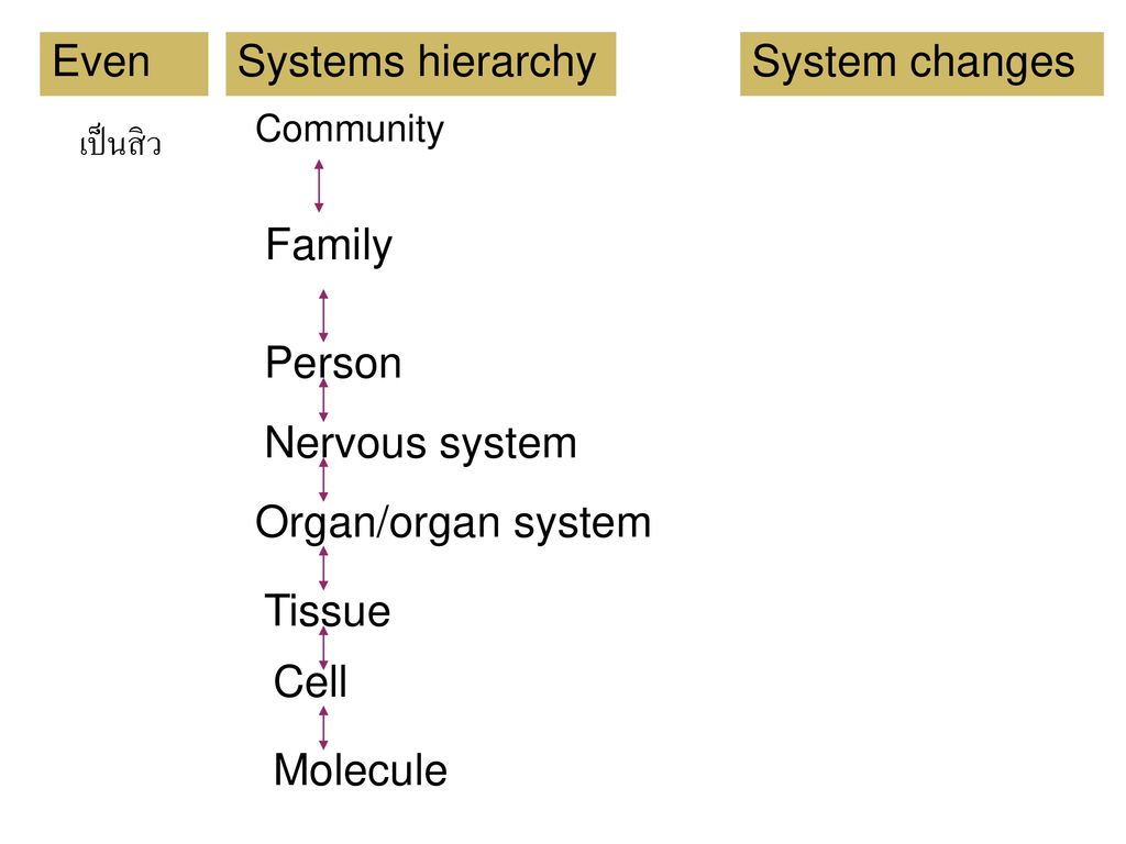 Even Systems hierarchy System changes เป็นสิว Family Person