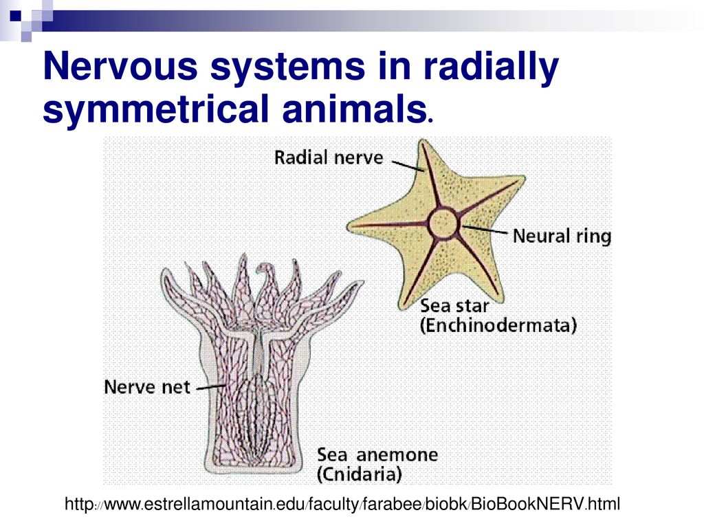 Nervous systems in radially symmetrical animals.