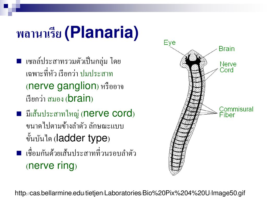 พลานาเรีย (Planaria) เซลล์ประสาทรวมตัวเป็นกลุ่ม โดยเฉพาะที่หัว เรียกว่า ปมประสาท (nerve ganglion) หรืออาจเรียกว่า สมอง (brain)