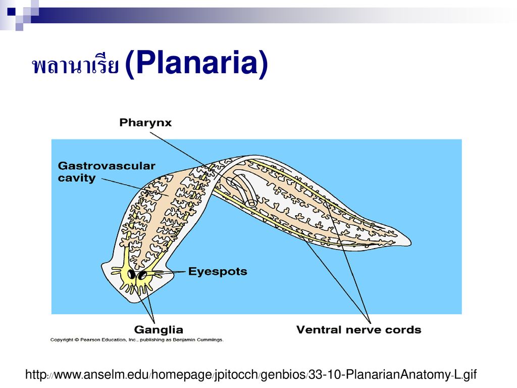 พลานาเรีย (Planaria)