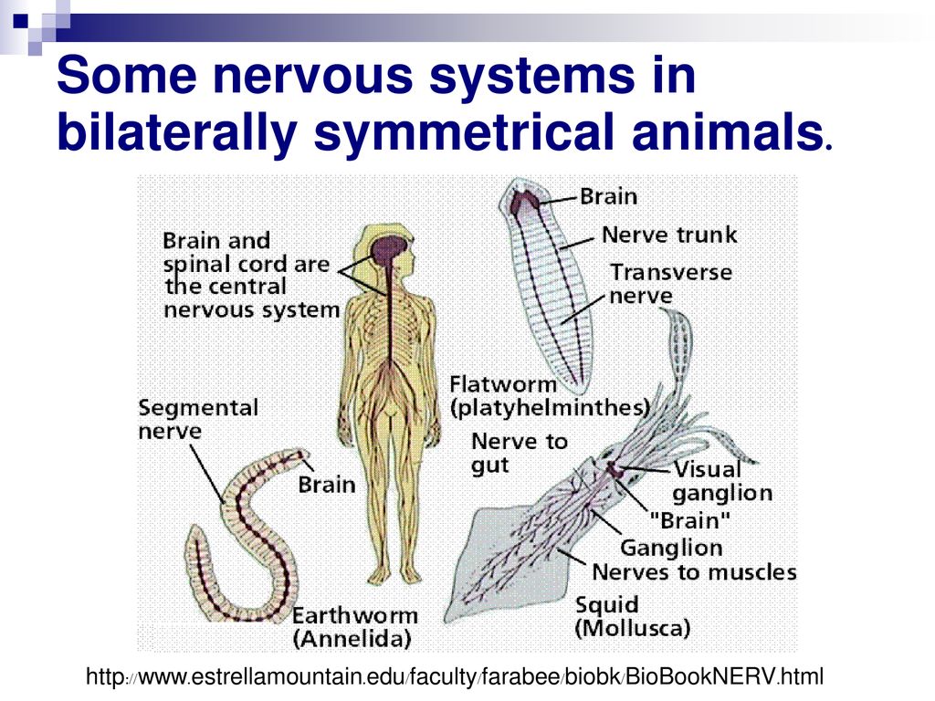 Some nervous systems in bilaterally symmetrical animals.