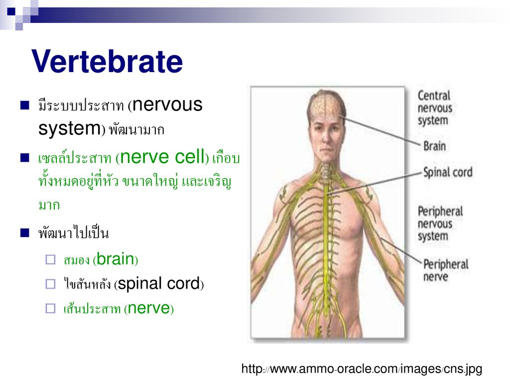 Vertebrate มีระบบประสาท (nervous system) พัฒนามาก