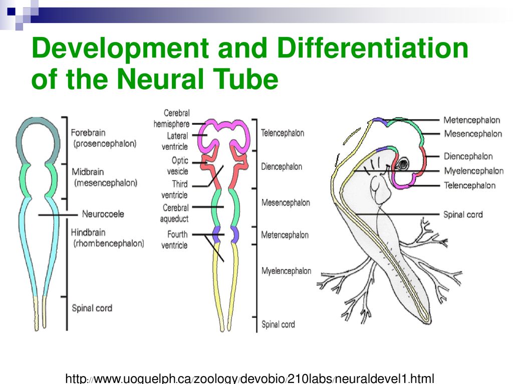 Development and Differentiation of the Neural Tube