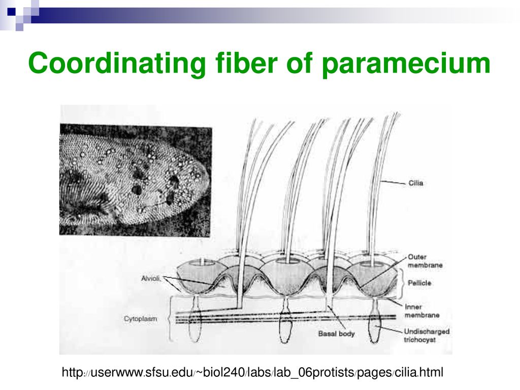 Coordinating fiber of paramecium