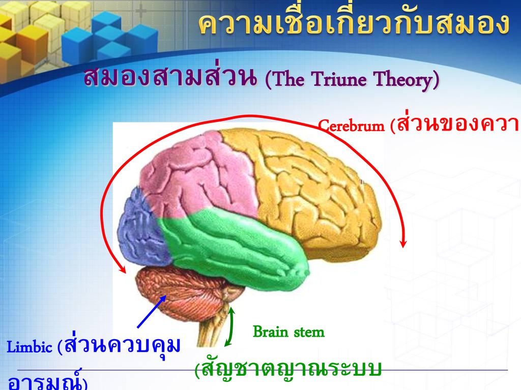 สมองสามส่วน (The Triune Theory)