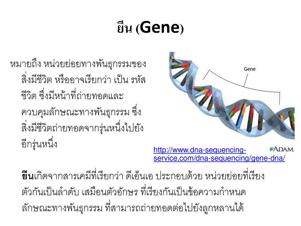 ยีน (Gene)