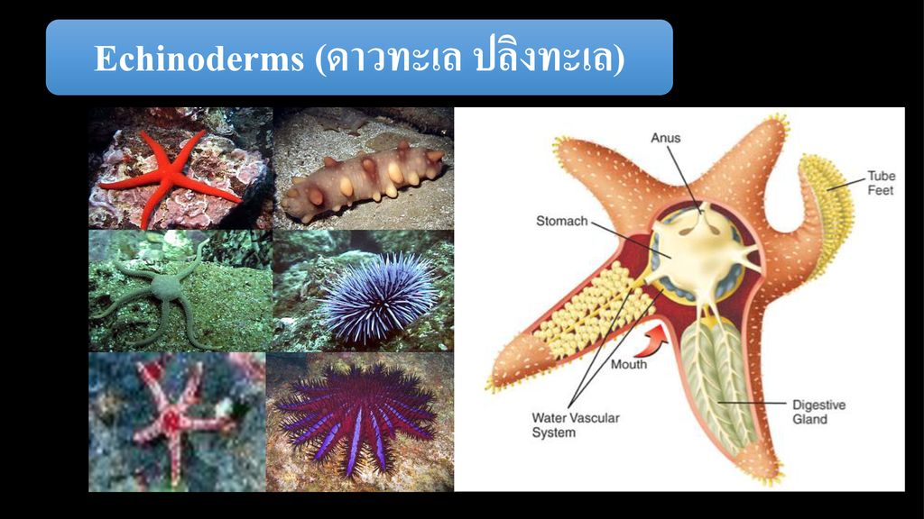 Echinoderms (ดาวทะเล ปลิงทะเล)