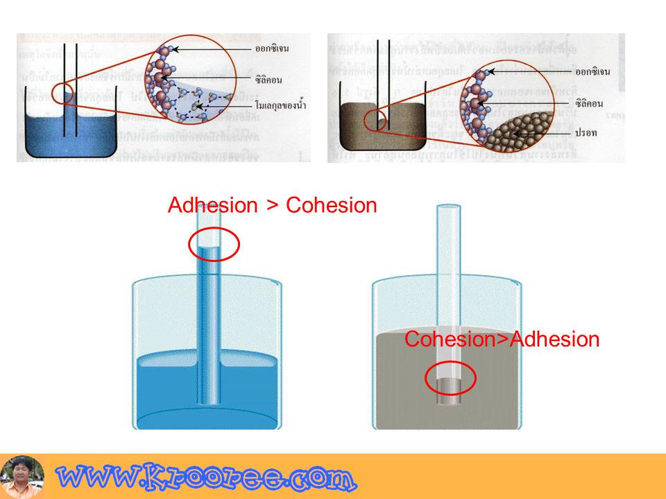Adhesion > Cohesion