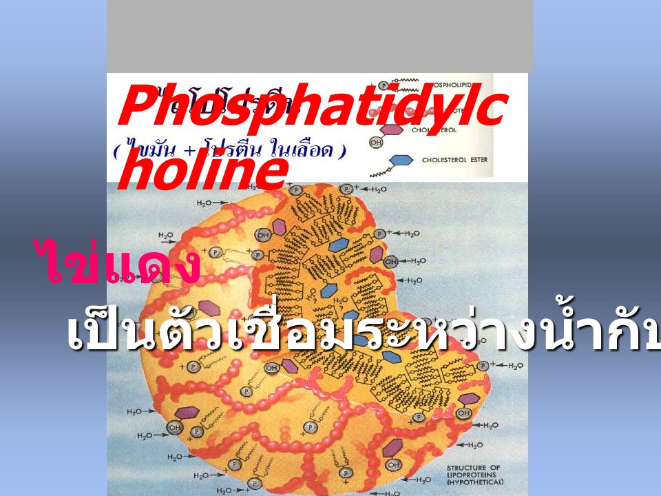 Phosphatidylcholine ไข่แดง เป็นตัวเชื่อมระหว่างน้ำกับน้ำมัน