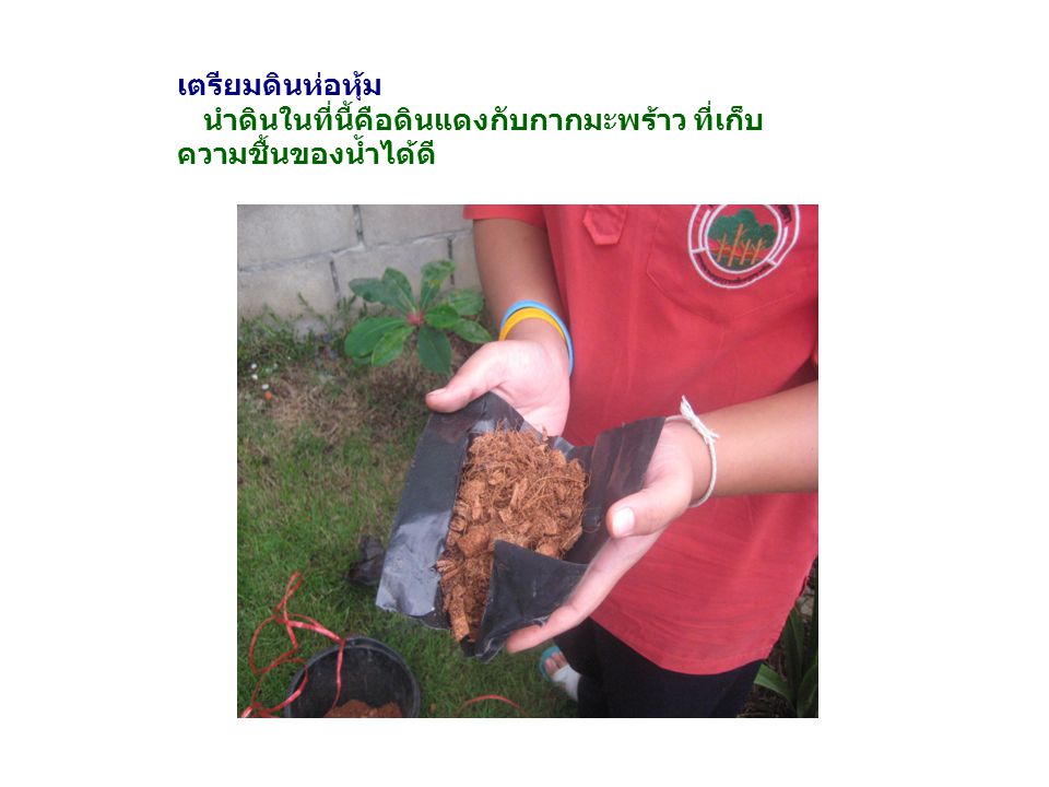 เตรียมดินห่อหุ้ม นำดินในที่นี้คือดินแดงกับกากมะพร้าว ที่เก็บความชื้นของน้ำได้ดี