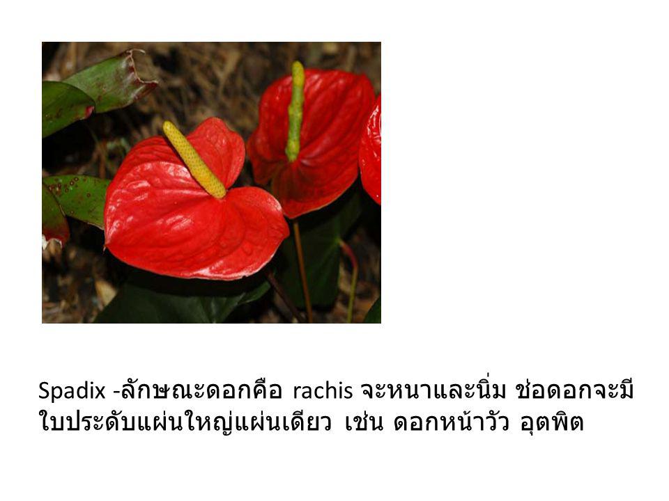 Spadix -ลักษณะดอกคือ rachis จะหนาและนิ่ม ช่อดอกจะมีใบประดับแผ่นใหญ่แผ่นเดียว เช่น ดอกหน้าวัว อุตพิต