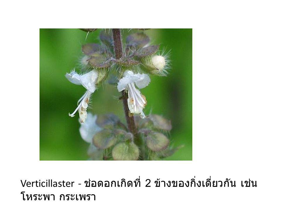 Verticillaster - ช่อดอกเกิดที่ 2 ข้างของกิ่งเดี่ยวกัน เช่น โหระพา กระเพรา