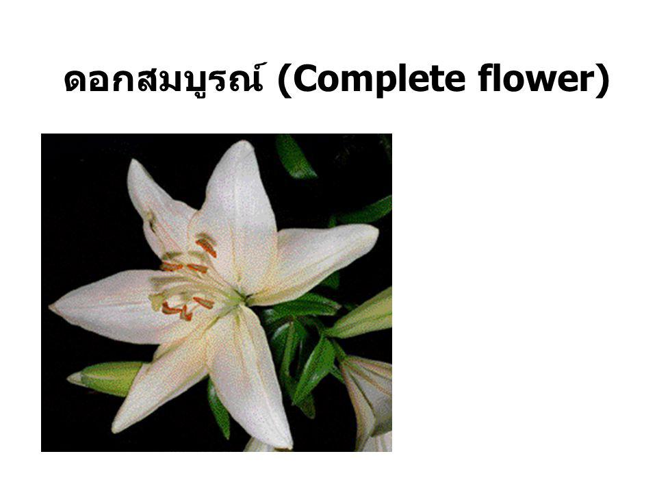 ดอกสมบูรณ์ (Complete flower)