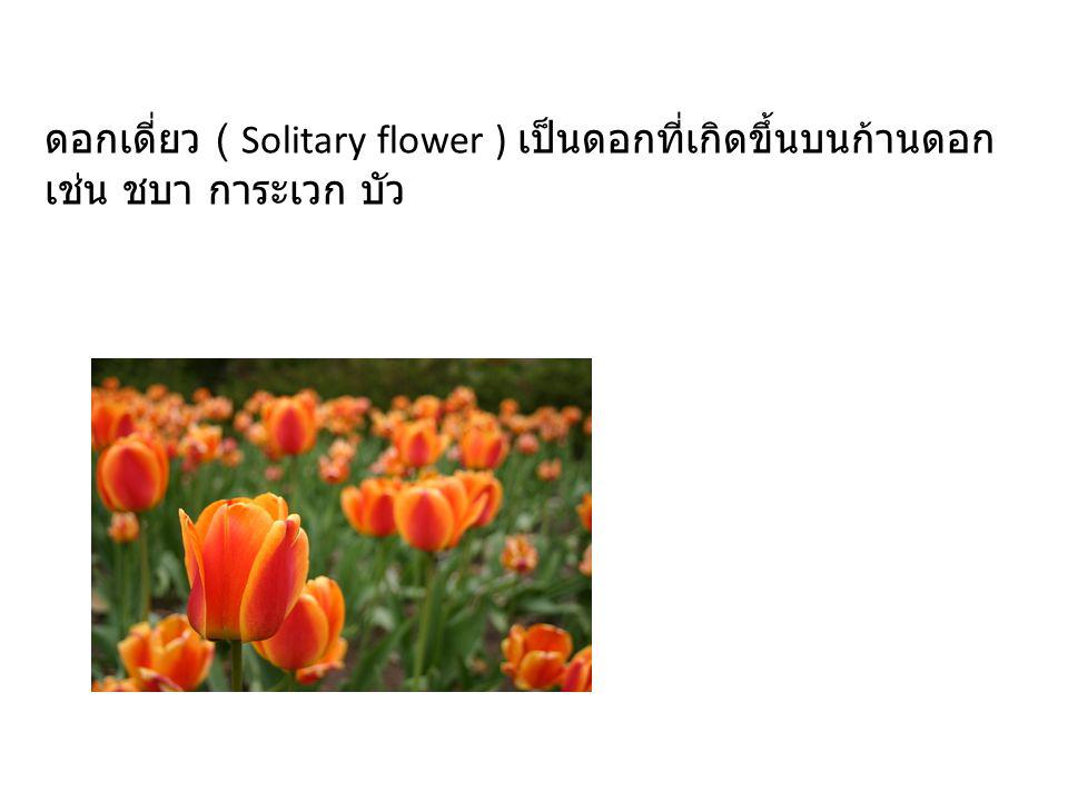 ดอกเดี่ยว ( Solitary flower ) เป็นดอกที่เกิดขึ้นบนก้านดอก เช่น ชบา การะเวก บัว