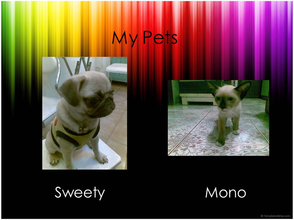 My Pets Sweety Mono