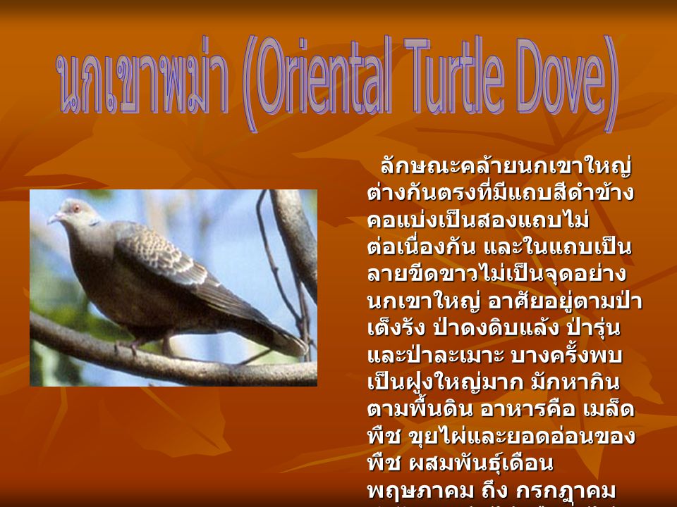 นกเขาพม่า (Oriental Turtle Dove)